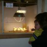 Baby Noah of Belvidere enjoys the baby chicks in the store